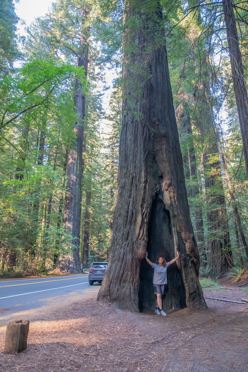 Einer der großen Redwoods