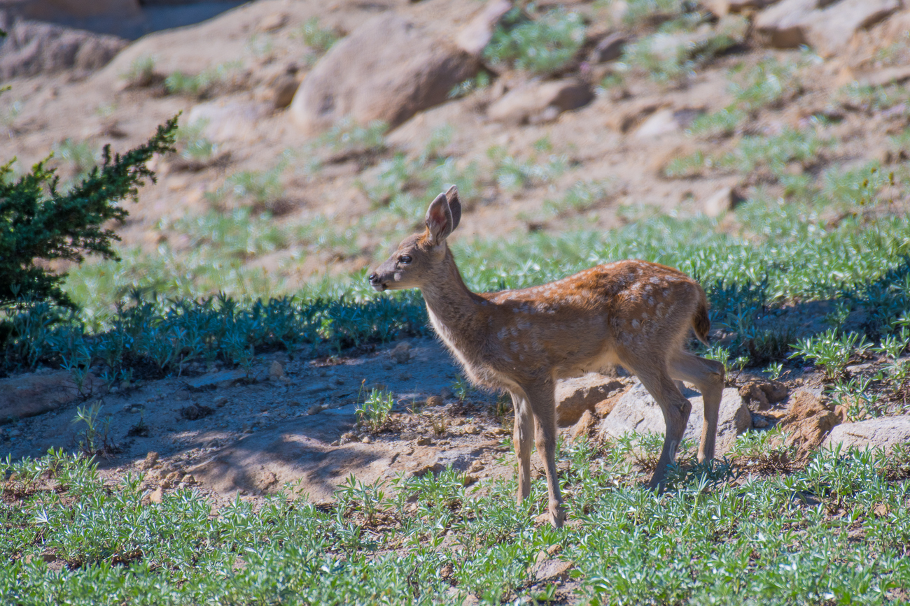 ... entdecken wir junge Rehe