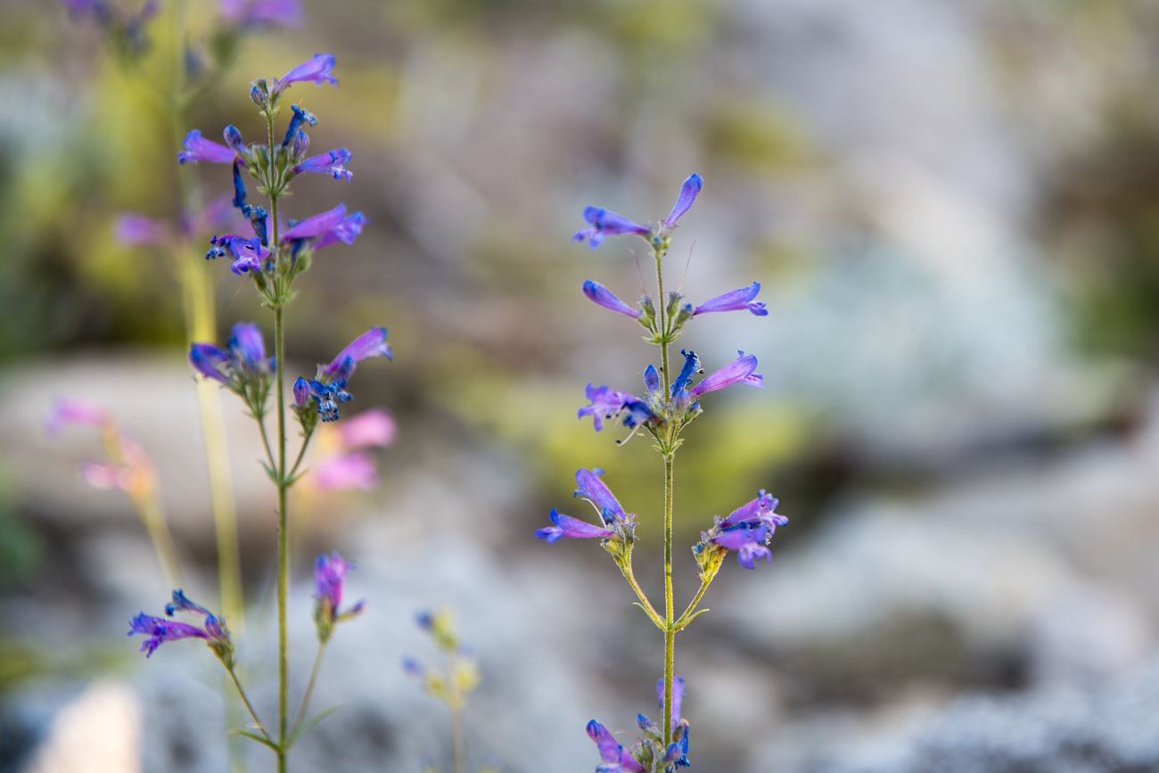 ... gibt es auch zartere Blüten