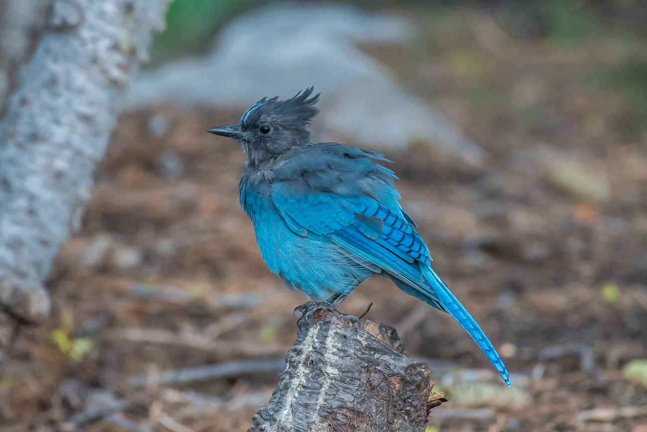 Ein Steller's Jay besucht uns