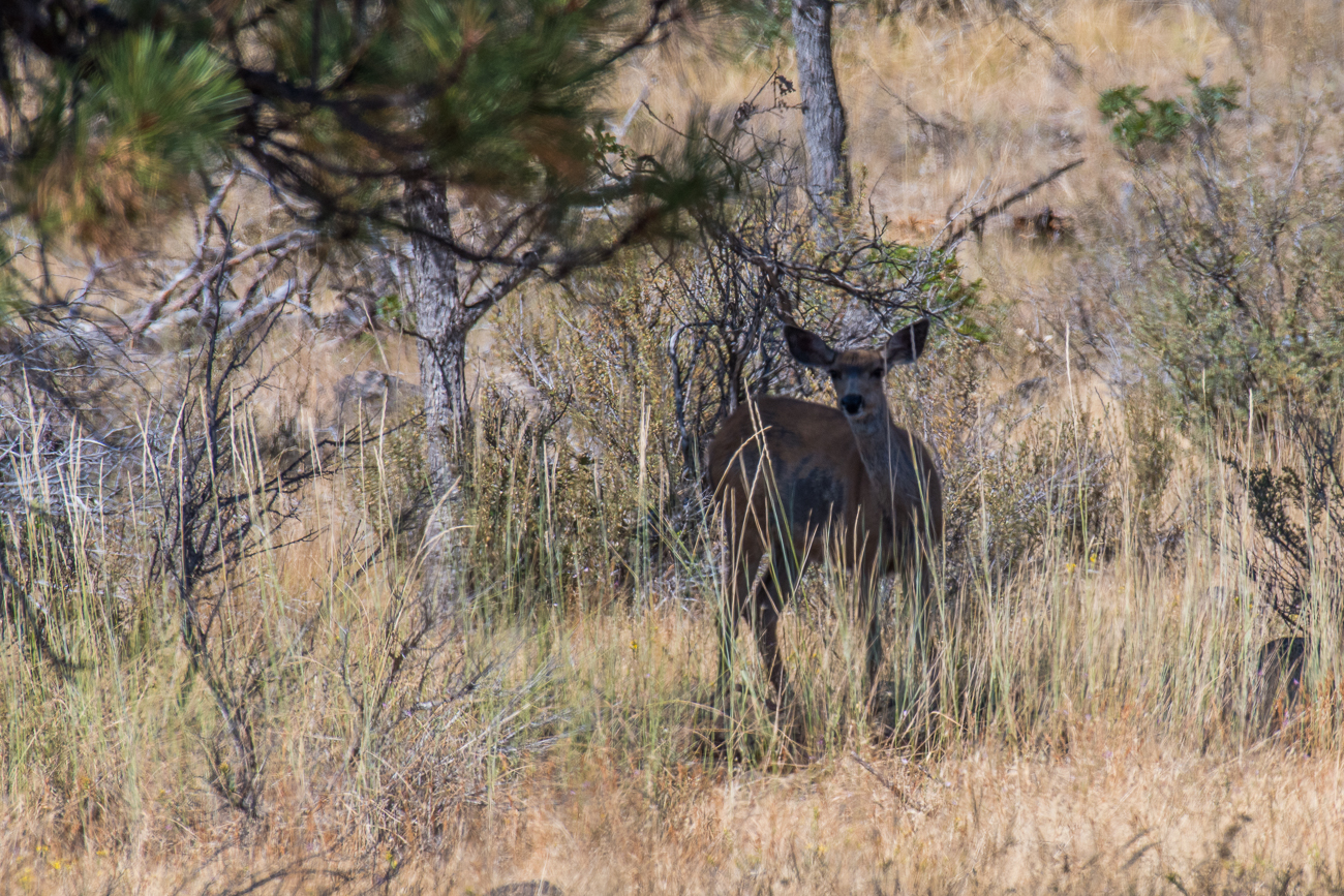 ... treffen wir dann doch noch auf etwas Wildlife