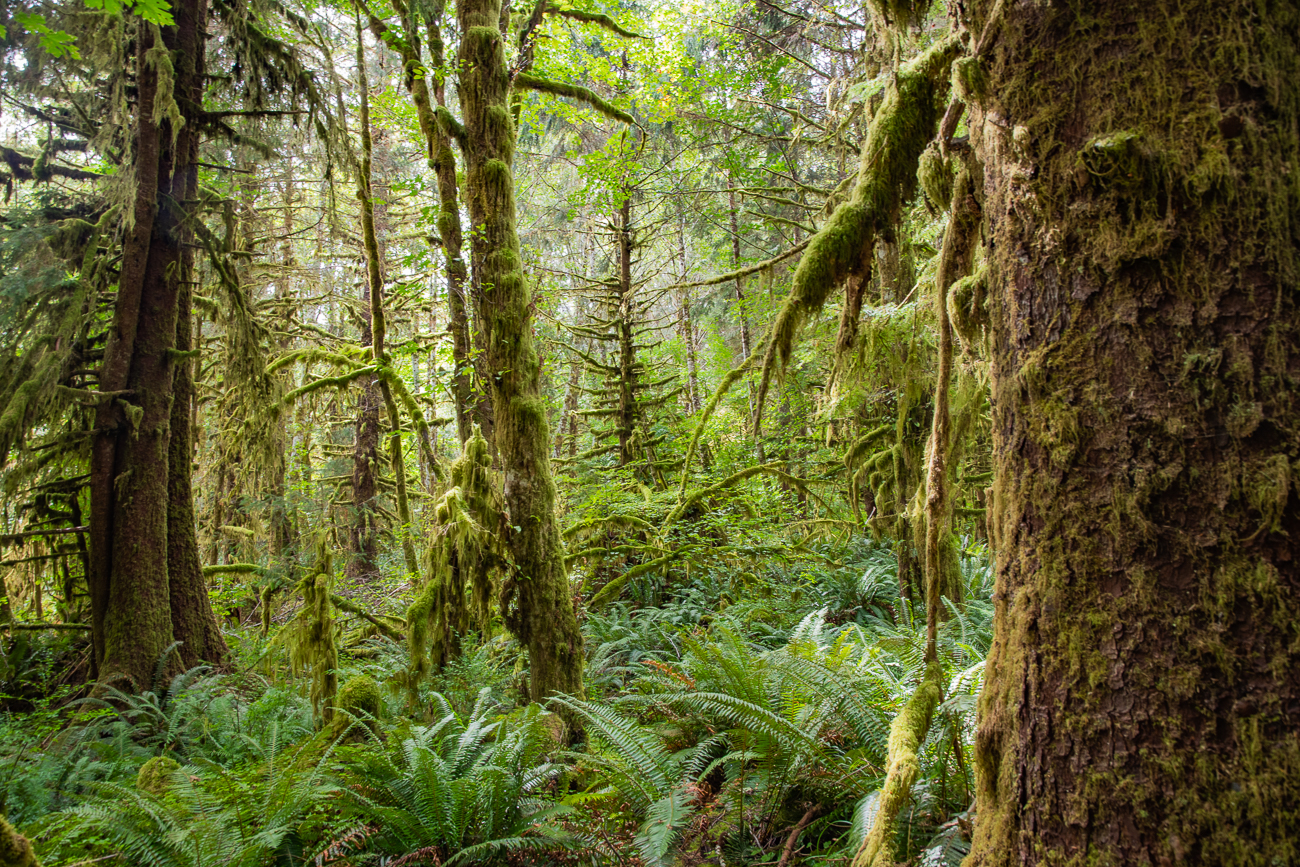 Zurück im Borealen Regenwald des Olympic NP
