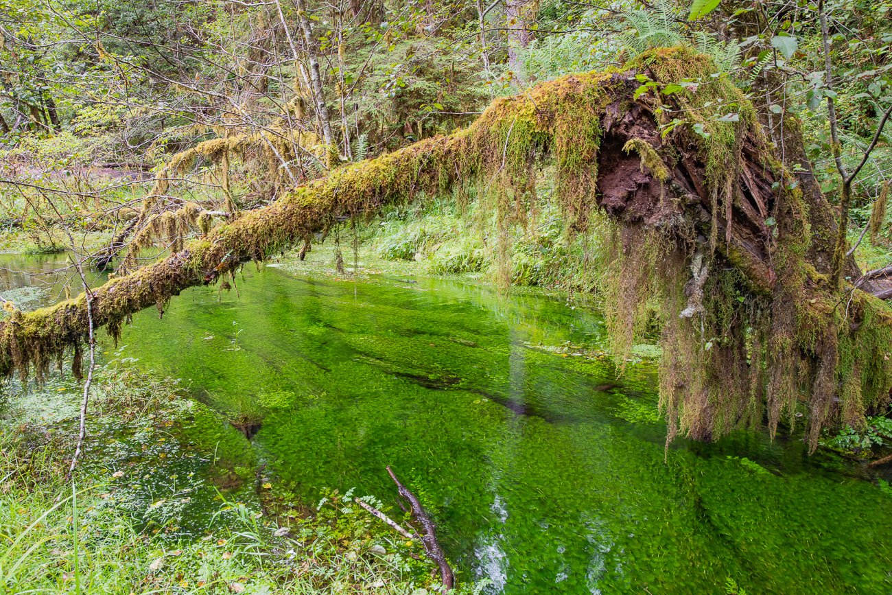 Bach mit Wasserpflanzen