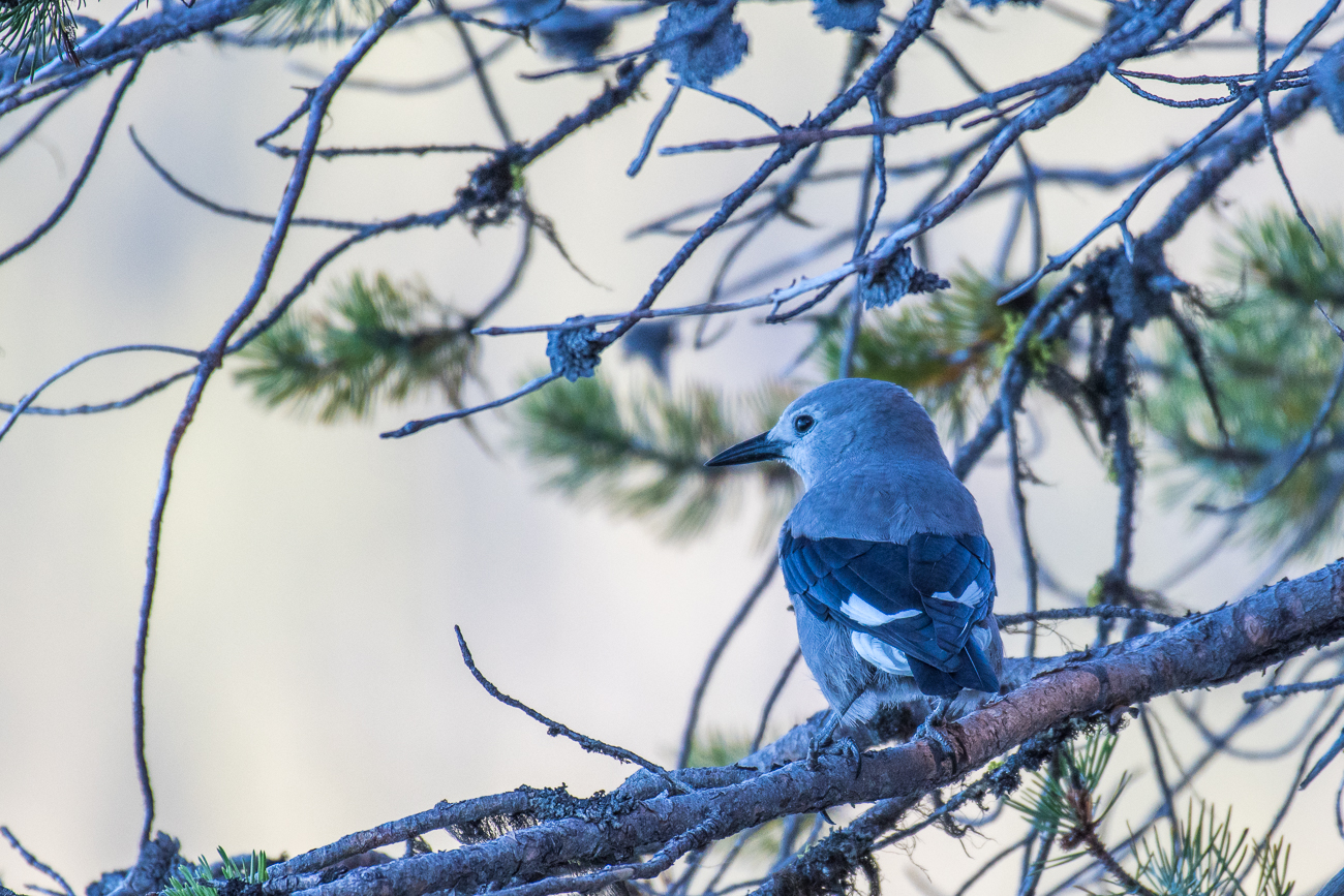 ... und einem Gray Jay ...