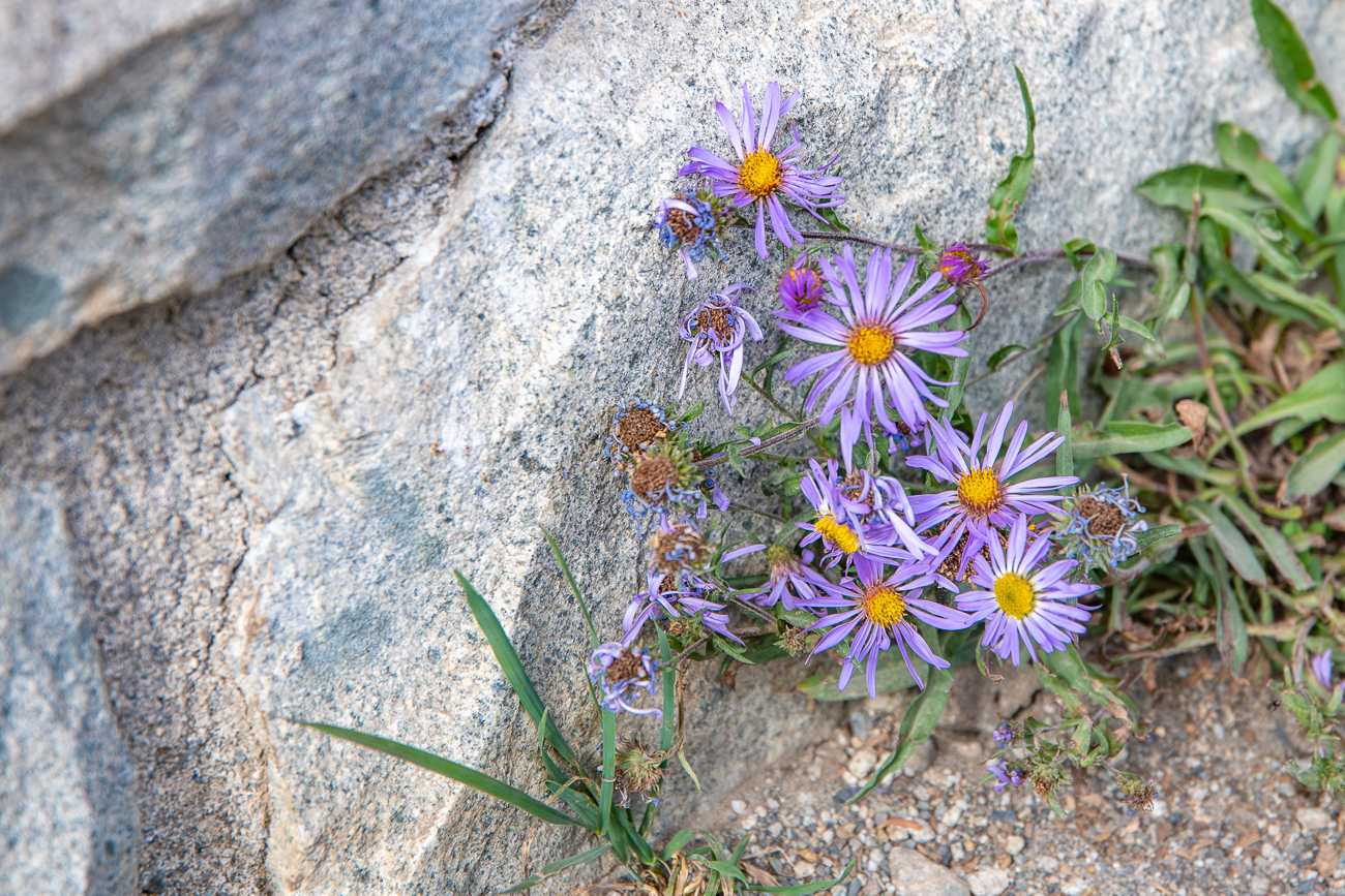 Zarte Blüten behaupten sich zwischen den Steinen