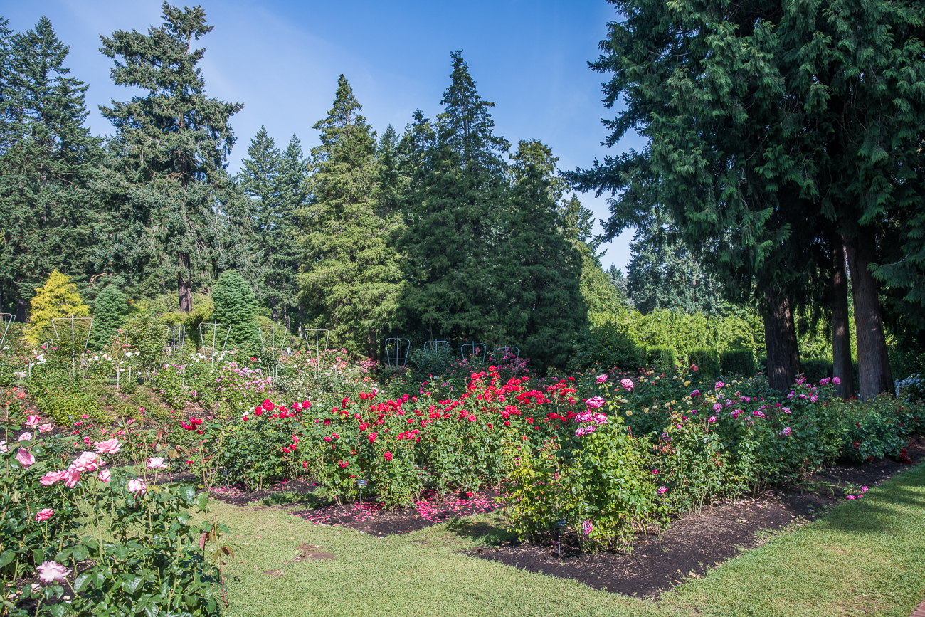 Der Rosengarten führt über 10.000 Rosen ... 