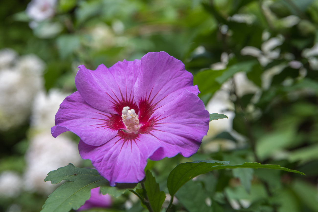 Keine Rose, aber auch schön 