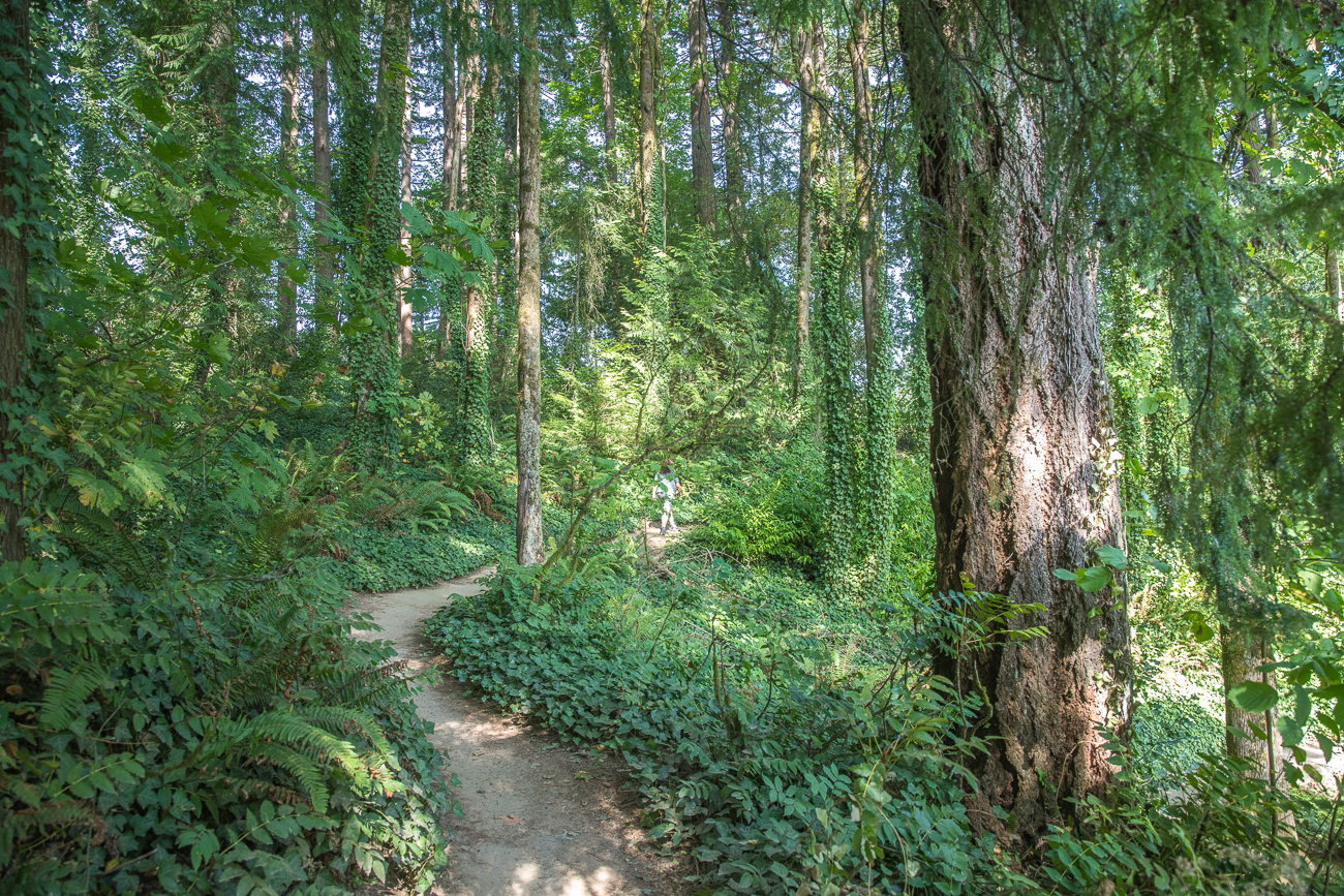 Wanderweg im Park 
