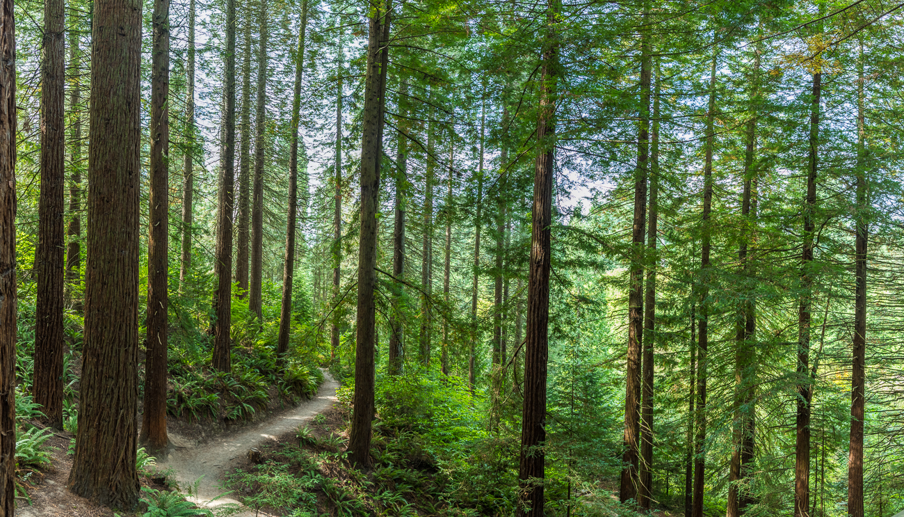Schöner Waldpfad 