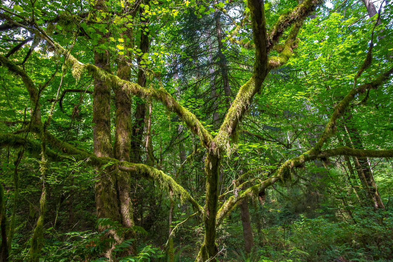 Spanish Moss im Borealen Regenwald 