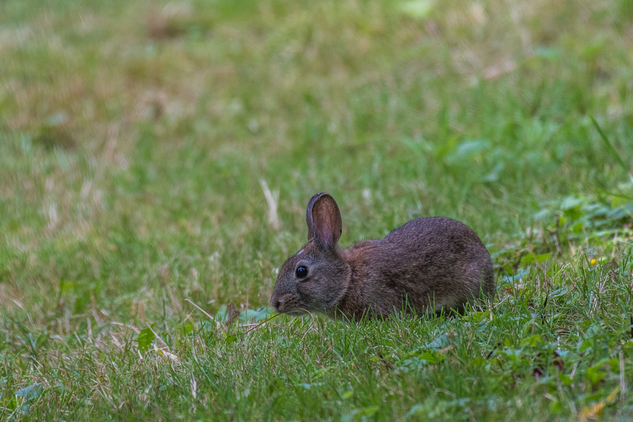 ... und laben sich am Gras 