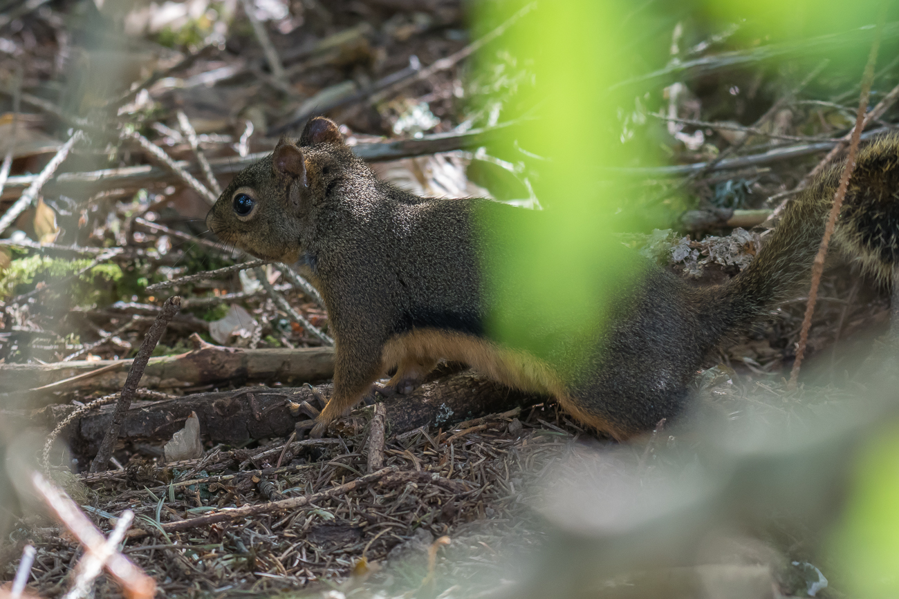 Gutes Versteck, trotzdem gesehen ;-) 