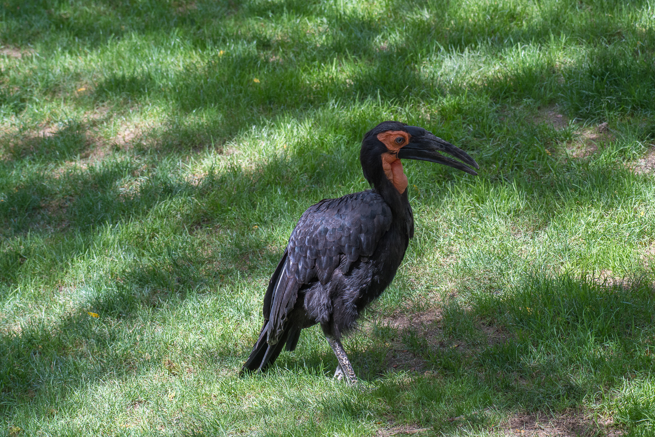 Dieser Vogel ist doch bestimmt aus dem Zoo entwischt 