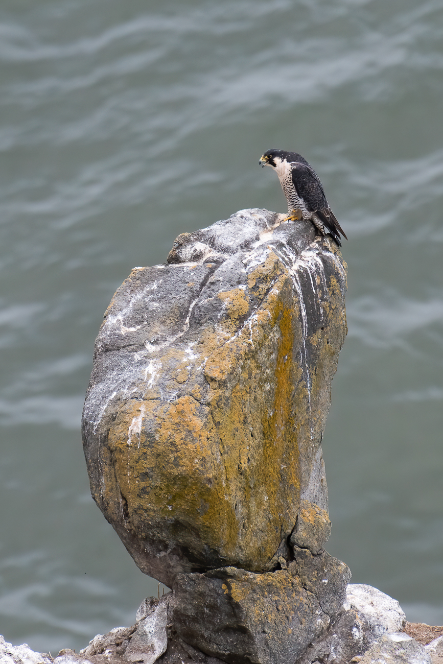 Ein Greifvogel wartet geduldig auf einen leckeren Fisch