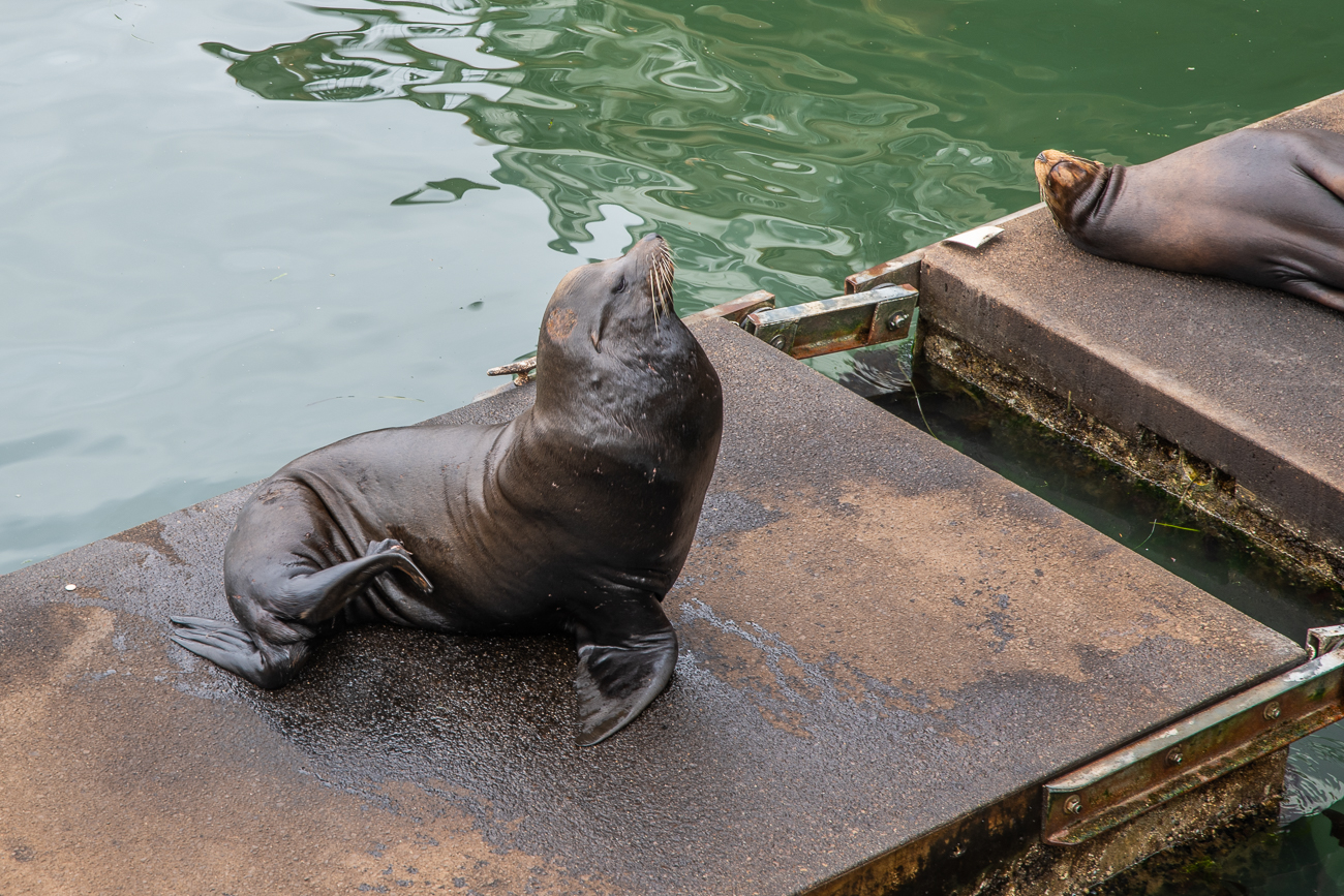 Seelöwen im Hafen von Brandon