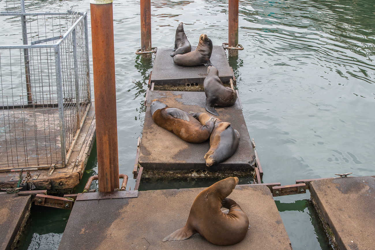 Seelöwen im Hafen von Brandon