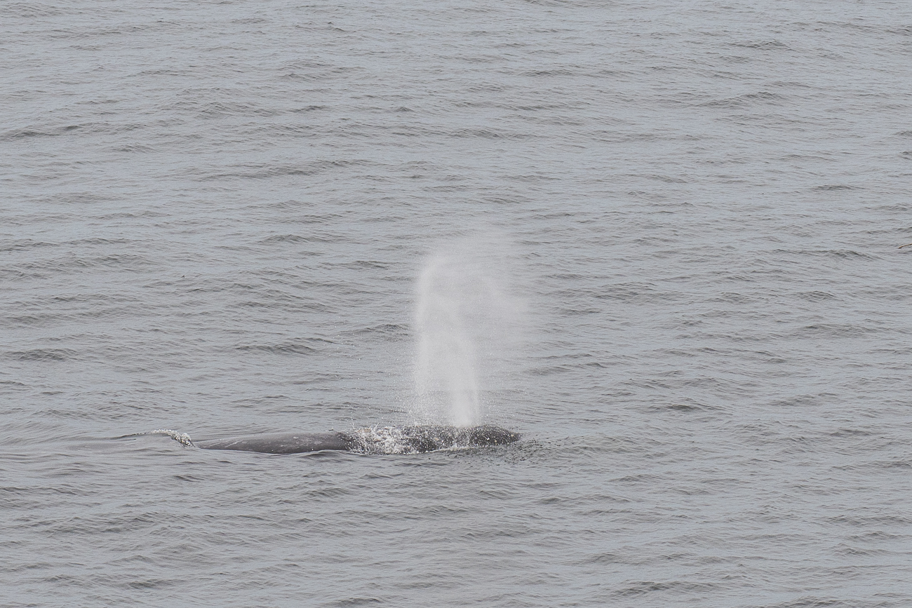 Grauwale ziehen direkt am Cape Arago vorbei
