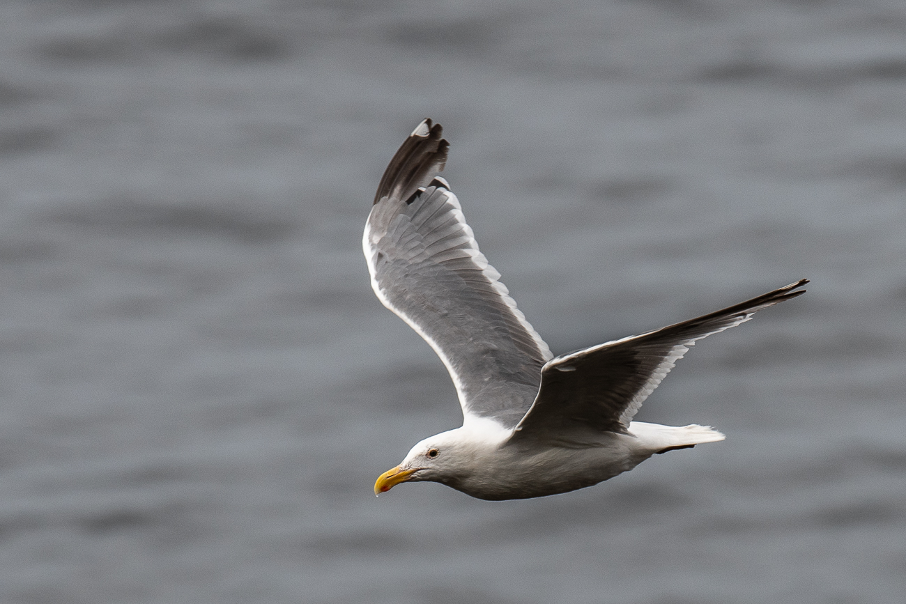 Vorbeifliegende Möwe