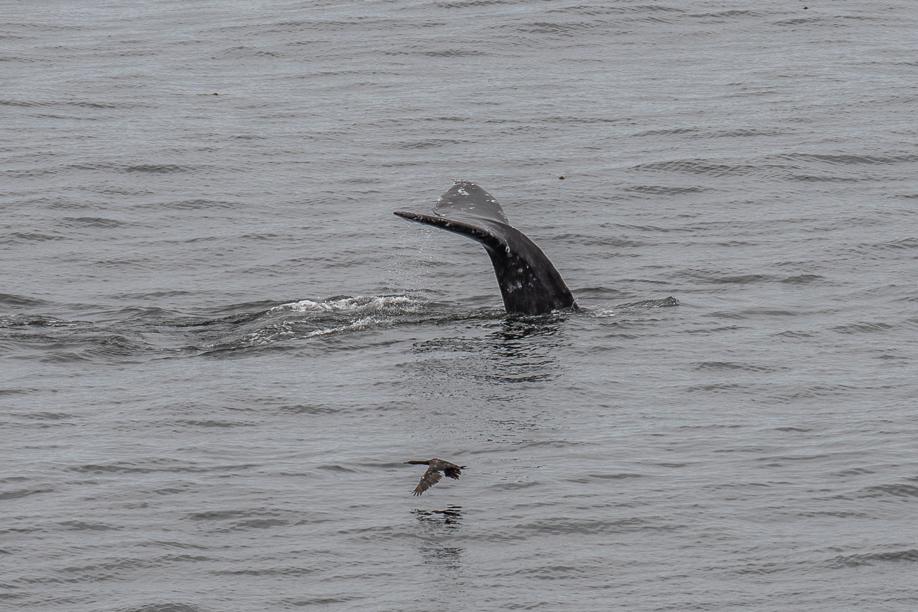 Hier und oben ist noch ein Kormoran im Vordergrund