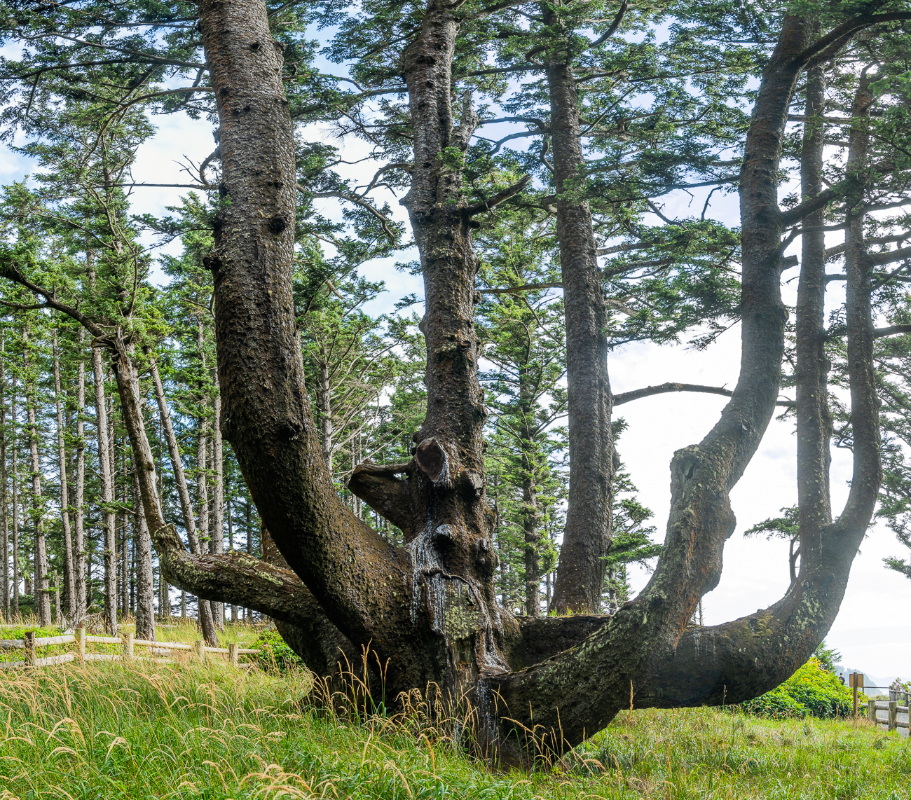 Der Octopus Tree ...