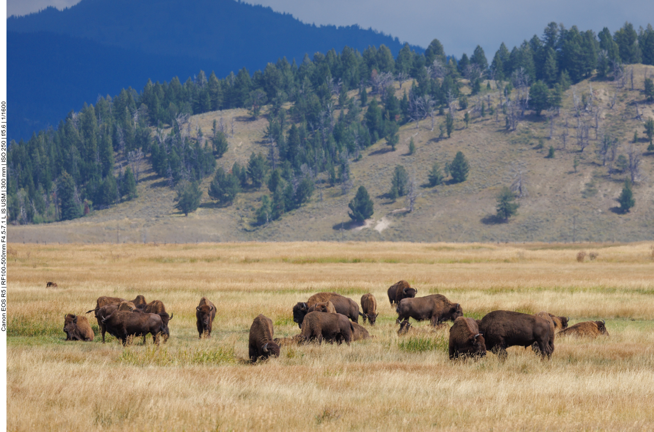 Die ersten Bison sind in Sicht 