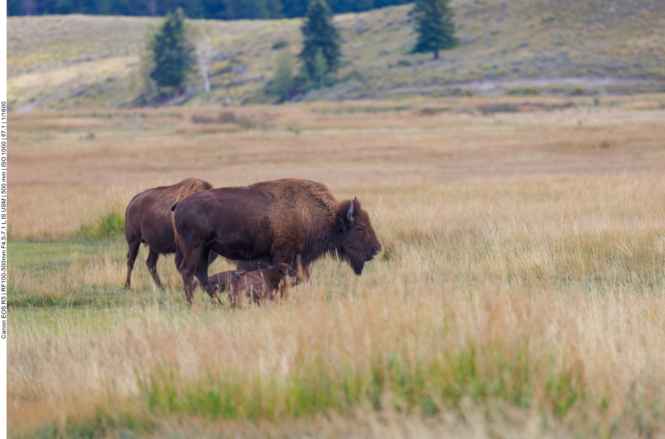 Zum Glück sind die Bisons friedlich ... 