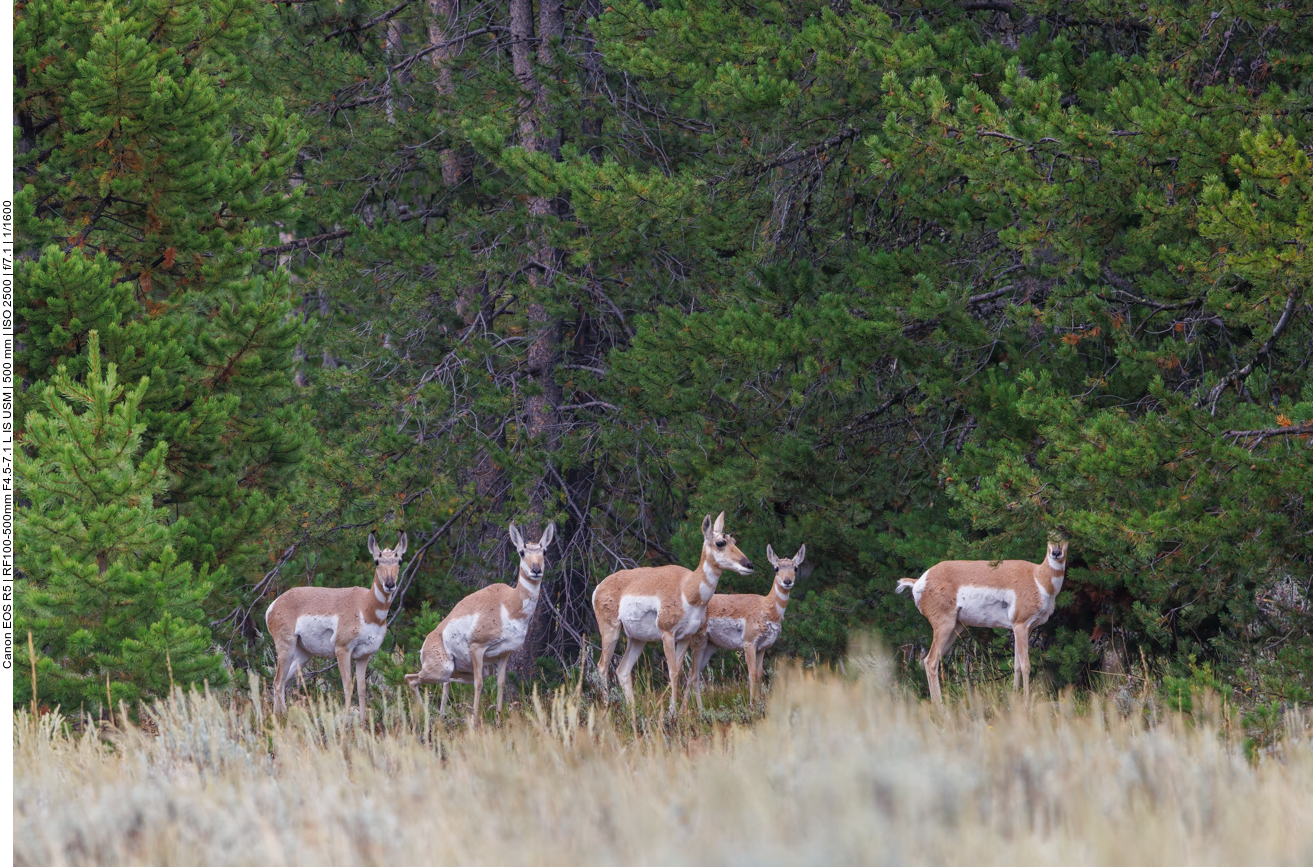 Pronghorns (Gabelböcke) [Antilocapra americana]