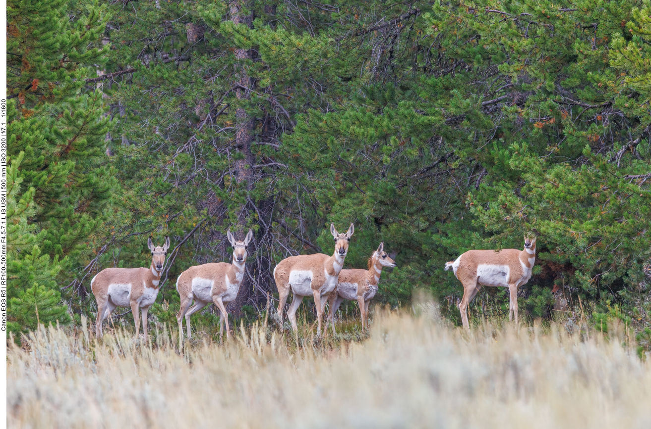 Pronghorns (Gabelböcke) [Antilocapra americana]