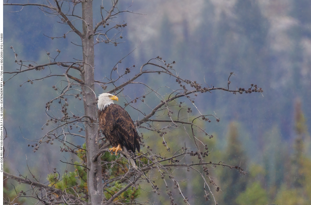 Bald Eagle (Weißkopf Seeadler) [Haliaeetus leucocephalus]