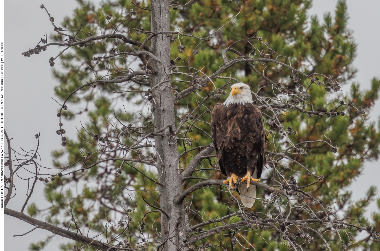 Bald Eagle (Weißkopf Seeadler) [Haliaeetus leucocephalus]