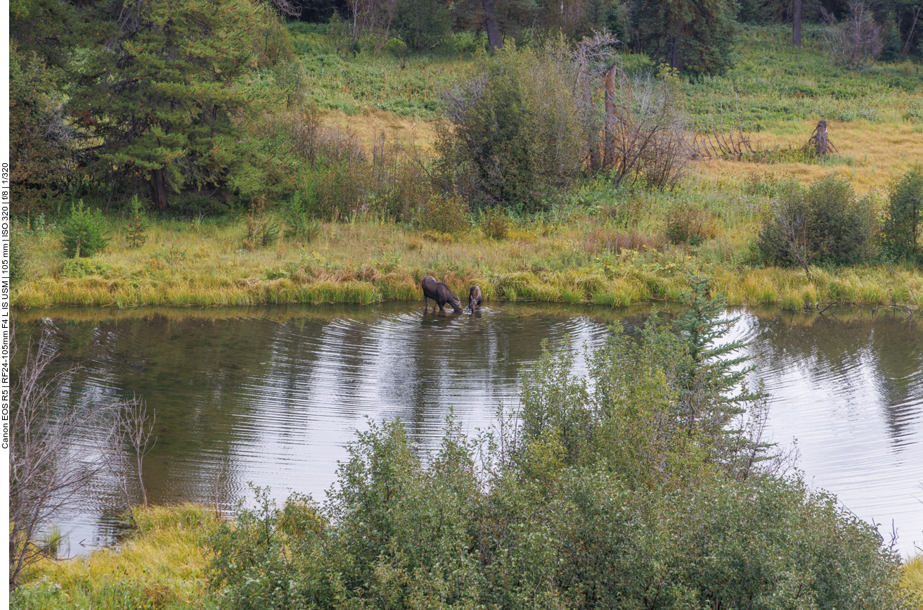 Elchkuh mit Nachwuchs bei Beaver Creek 