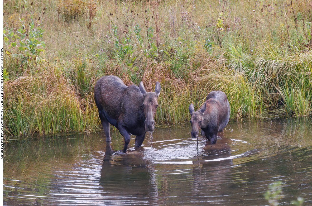 Moose (Elch) [Alces alces]