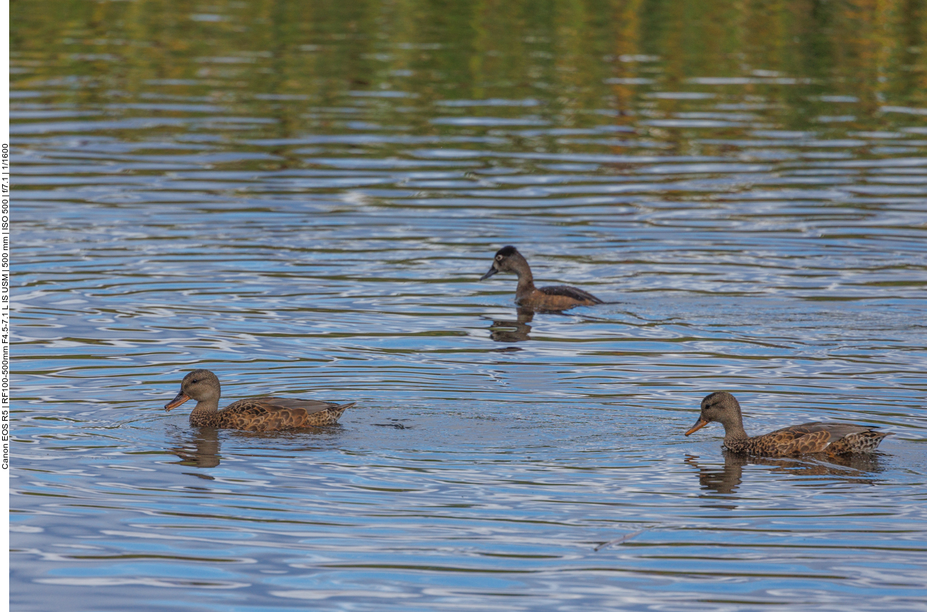 Einige Enten sind hier auch im Wasser 