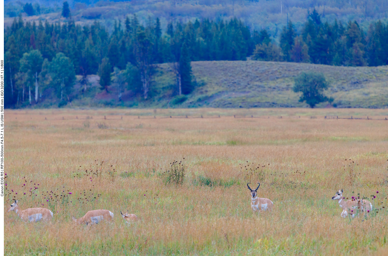 Auf einer Ebene sehen wir einige Pronghorns (Gabelböcke) [Antilocapra americana]