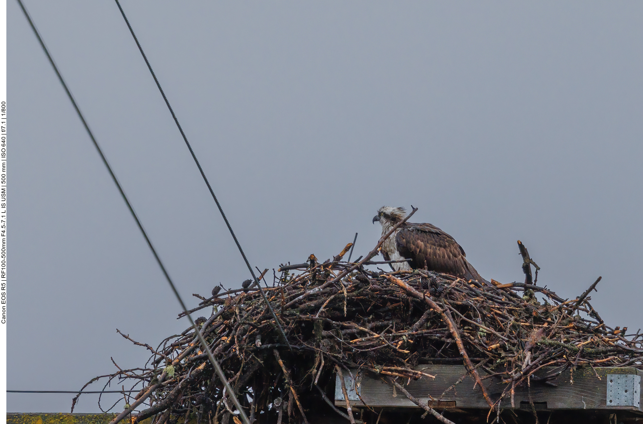 Fischadler (Osprey) [Pandion haliaetus] 