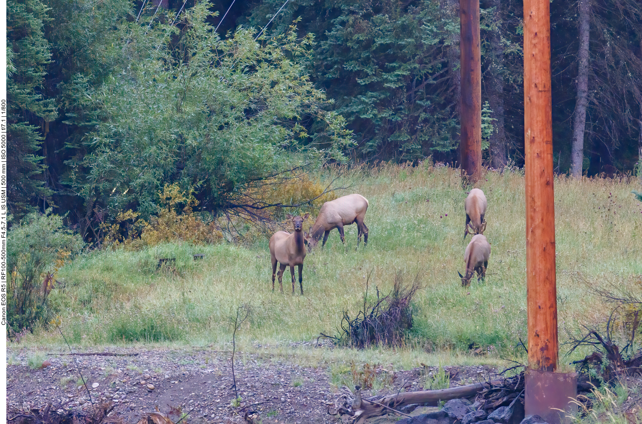 Wapiti (Elk) [Cervus canadensis] auf einer Lichtung 