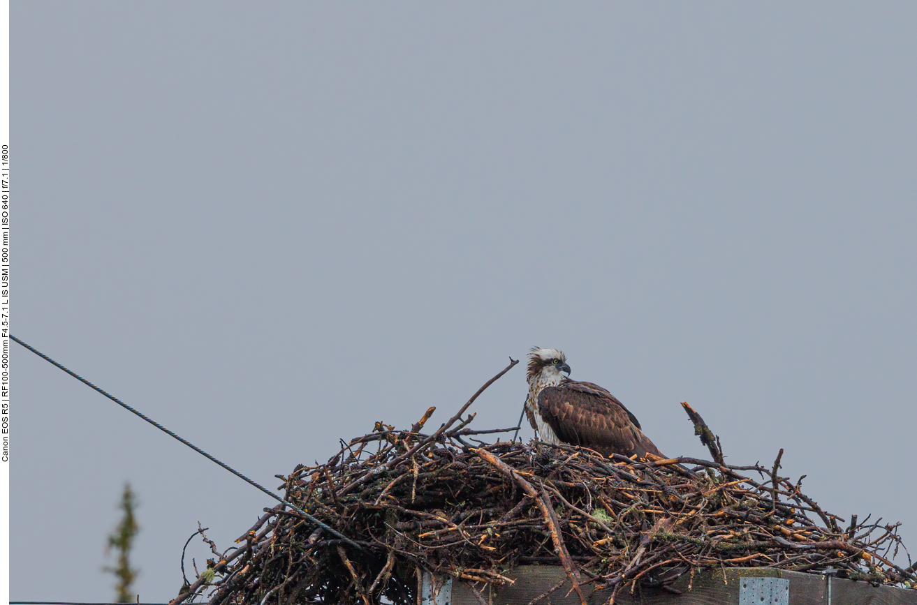 Sein Nest hat er auf einem Strommast gebaut 