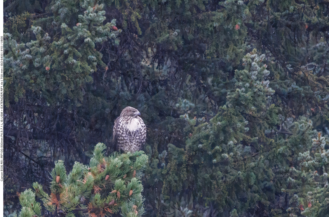 Ein Bussard, leider viel zu weit weg und zu dunkel 