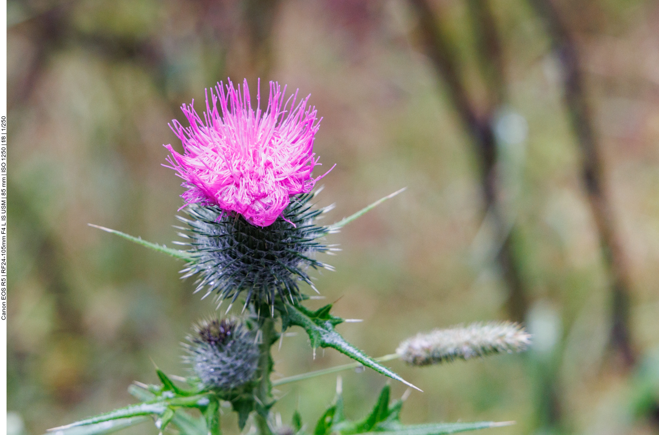 Gemeine Kratzdistel [Cirsium vulgaris] 