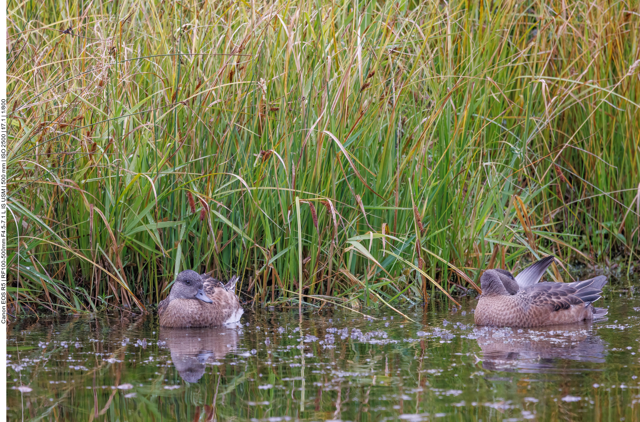 ... finden sich wenigstens ein paar Enten 