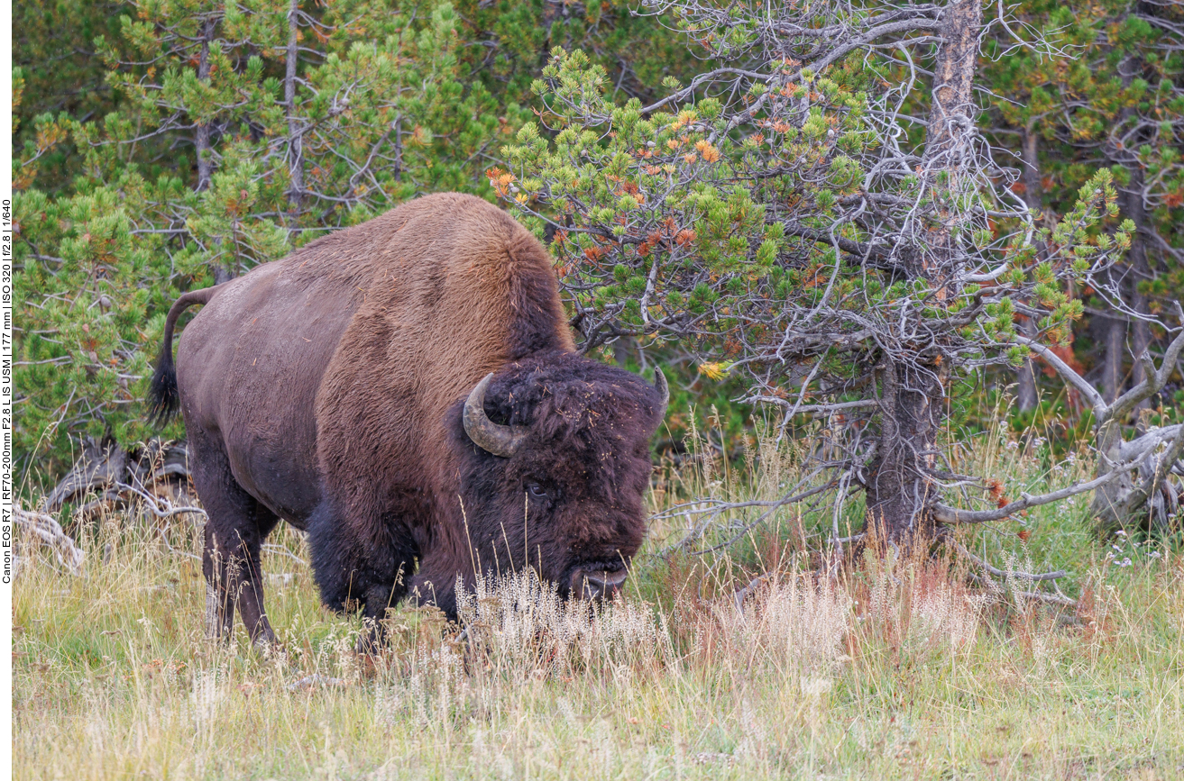 ... kommen wir an einem friedlich grasenden Bison vorbei