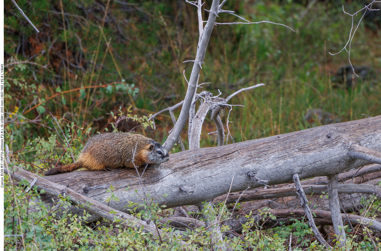 Es ist ein Waldmurmeltier [Marmota monax], im Englischen Groundhog oder auch Woodchuck oder Whistle-pig genannt