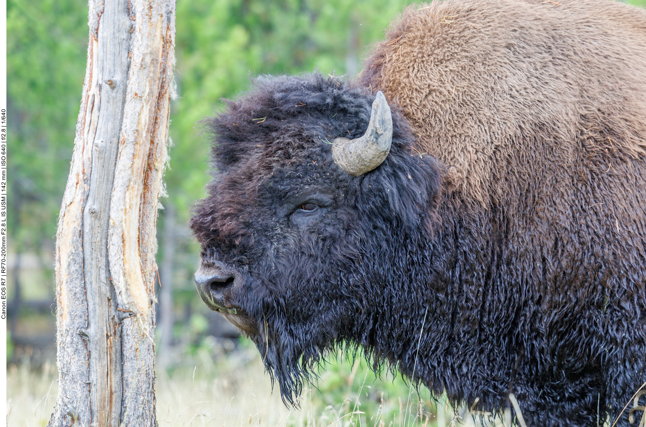 Direkt an der Straße steht ein Bison ... 