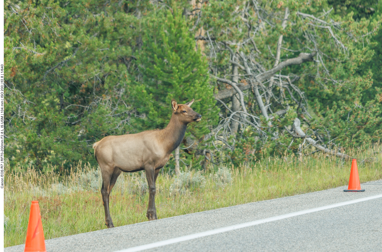 Ein Wapiti versucht die Straße zu überqueren 