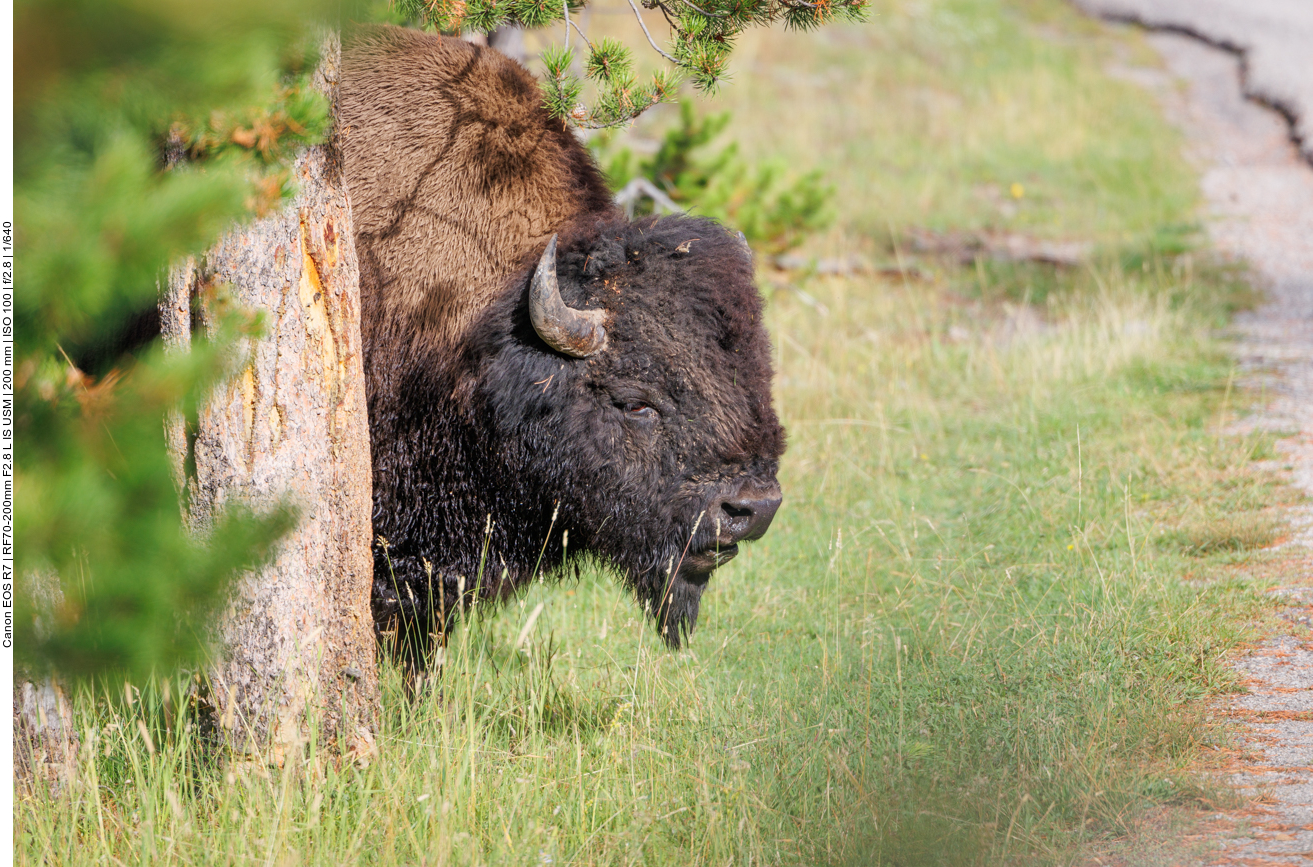 Noch ein Bison an der Straße 