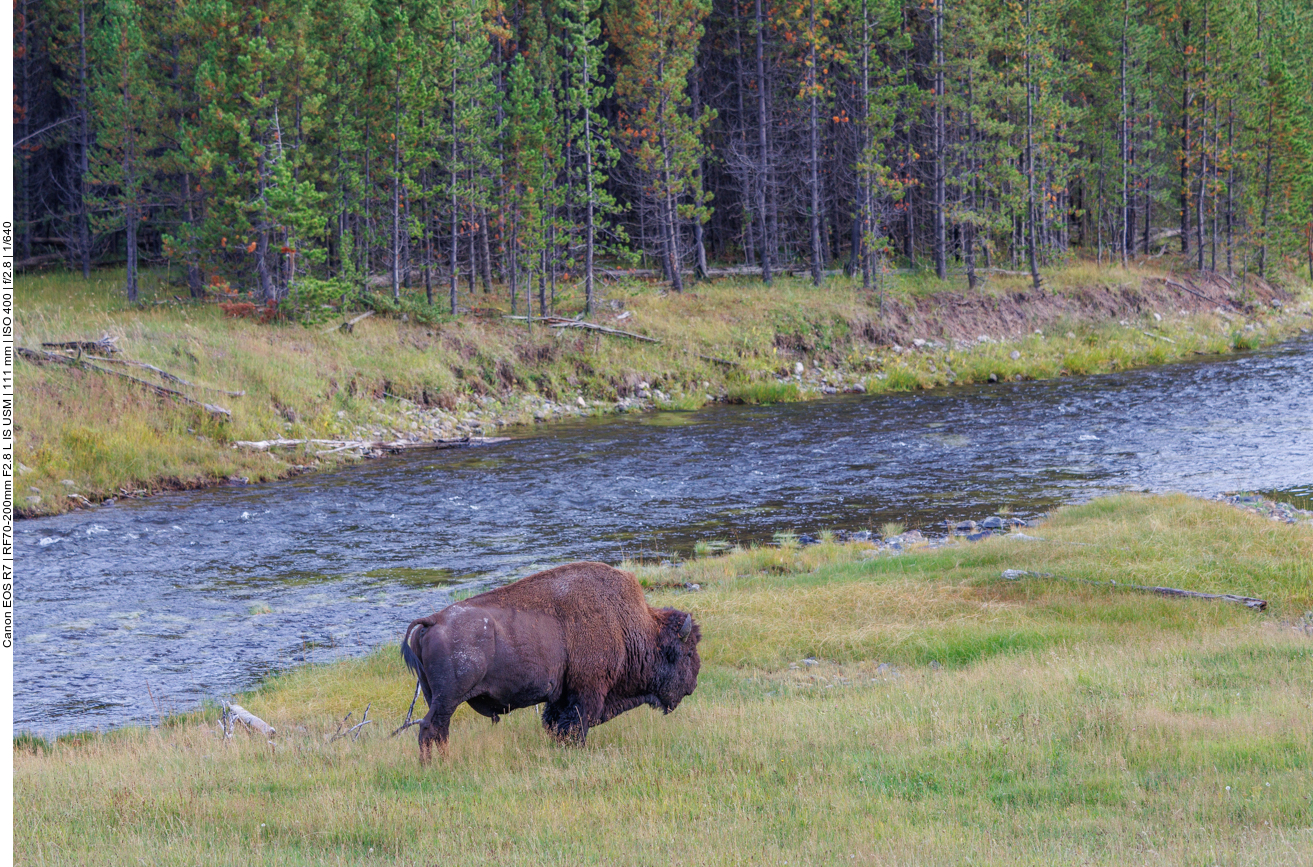 Und wieder einmal ein einsamer Bison 