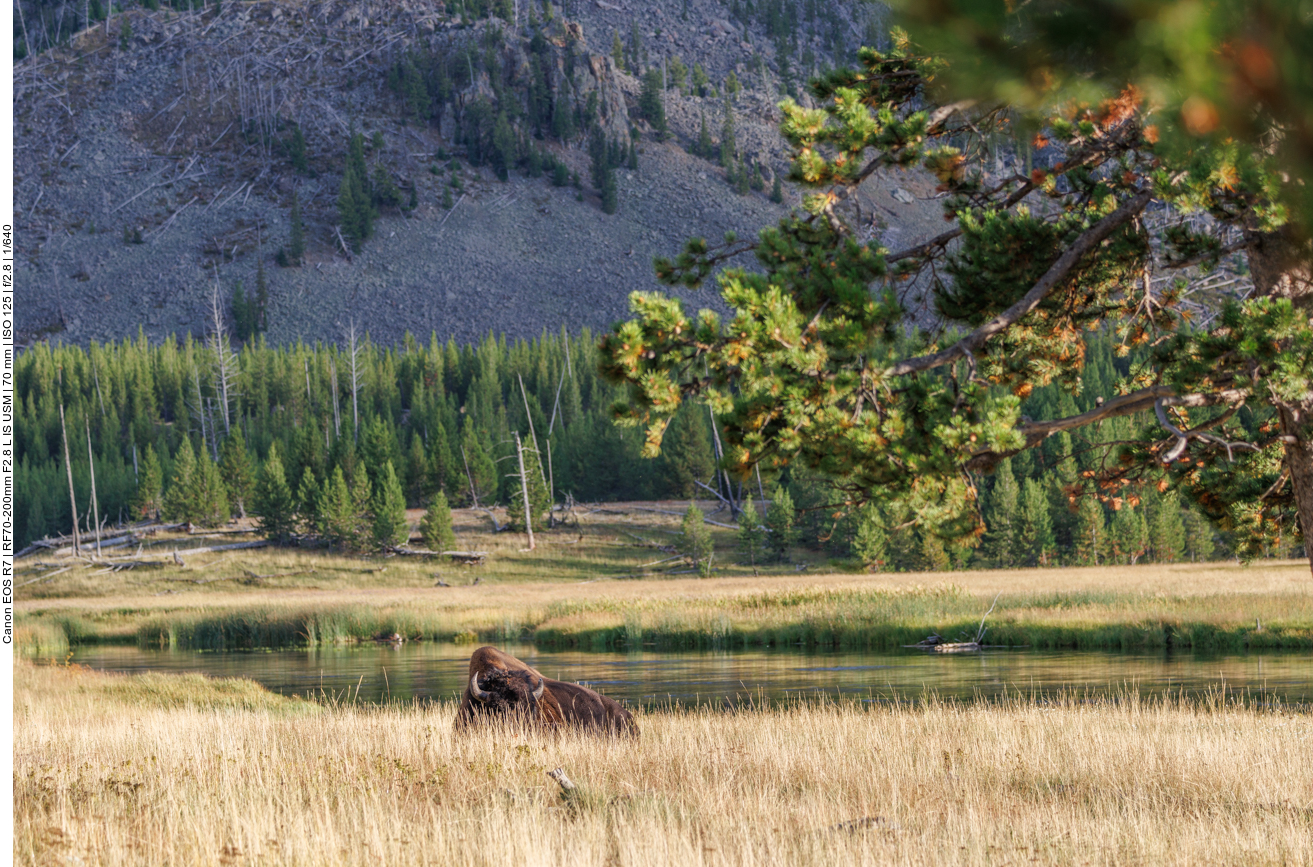 Ein anderer Bison hat sich schon zur Ruhe gebettet ... 