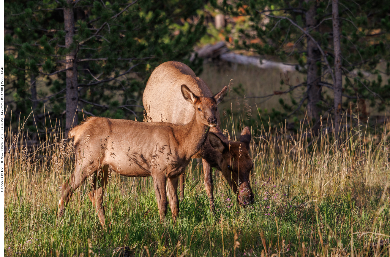 Mutter Wapiti mit Nachwuchs 