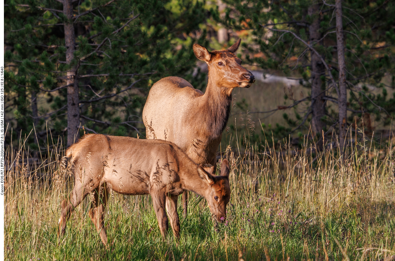 Mutter Wapiti mit Nachwuchs 