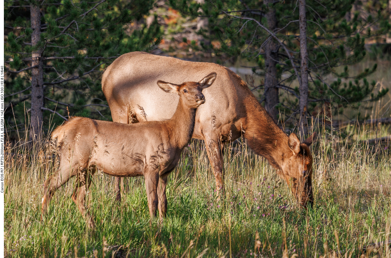 Mutter Wapiti mit Nachwuchs 